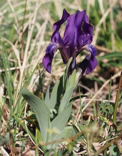 Leafless Iris