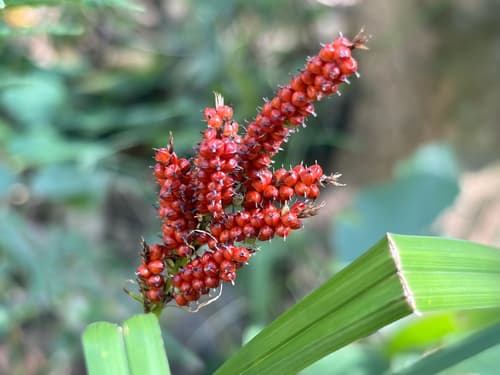 Carex baccans Specimen