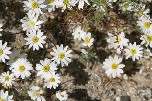 Mojave Desertstar
