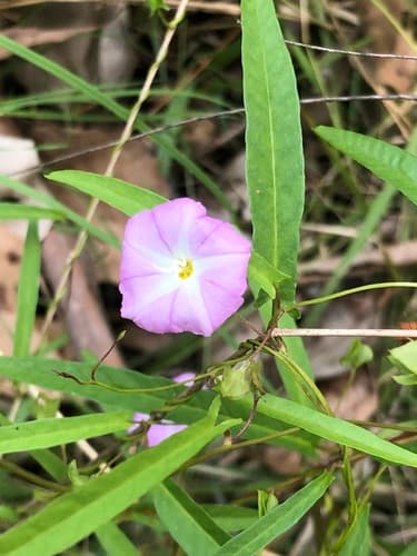 Slender Bindweed