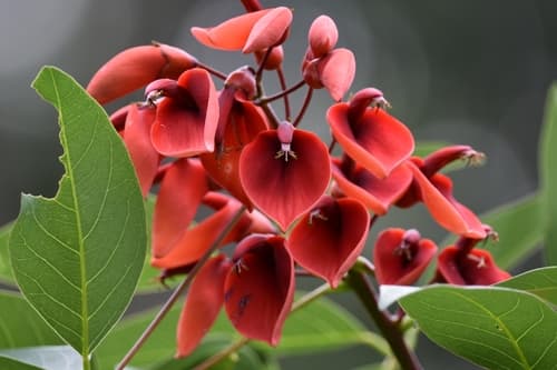 Cockspur coral tree