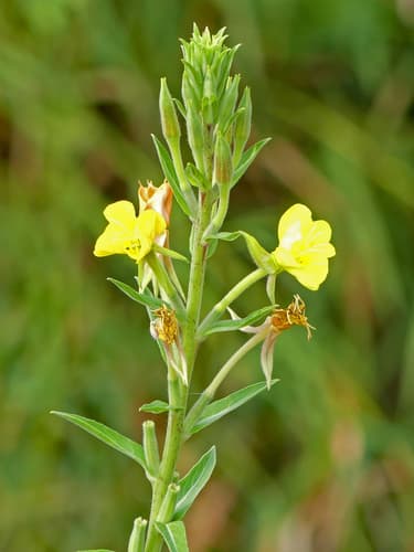 Hairy Evening Primrose Bonsai