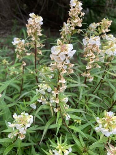 Sickletop Lousewort