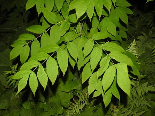 Black Ash Bonsai
