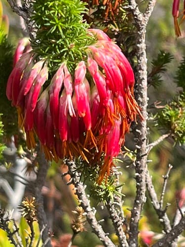 Red Heath