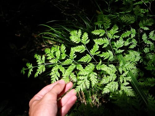 Sweet Fern