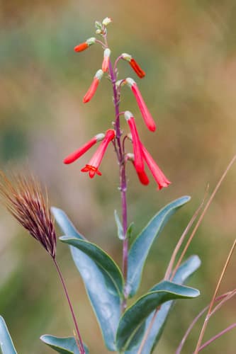Scarlet Bugler