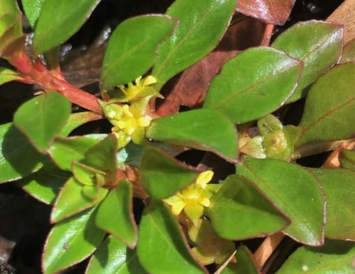 Creeping Primrose-willow