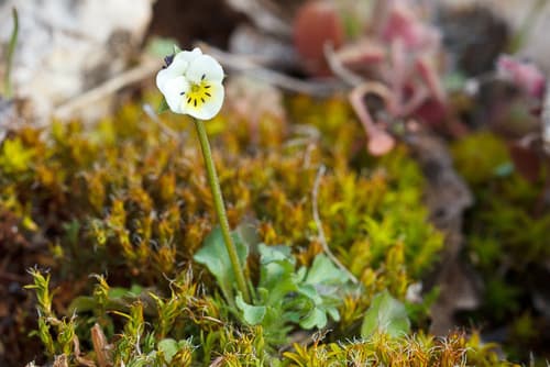 Dwarf Pansy