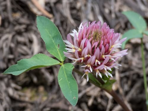 Long-stalked Clover