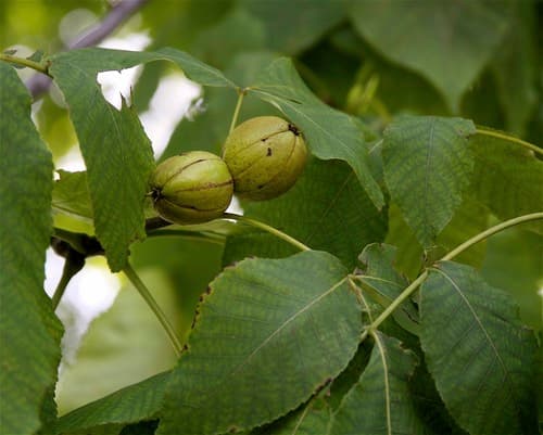 Shellbark Hickory