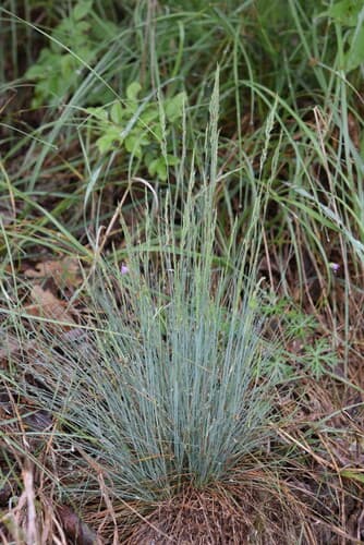 Valais Fescue
