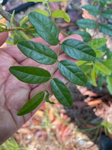 Elliott's milkpea