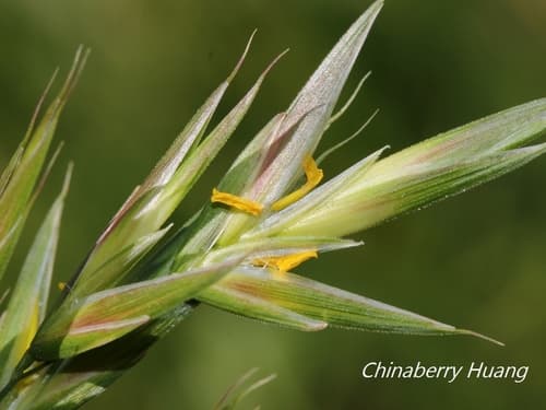 Rescue Brome