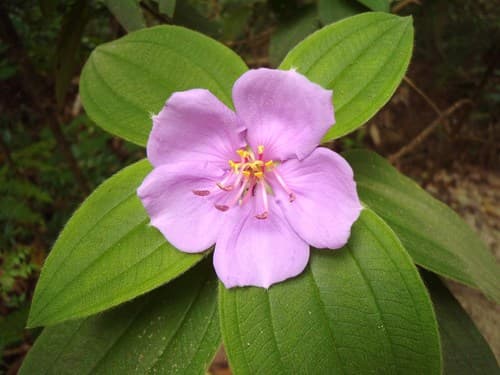 Common Melastoma
