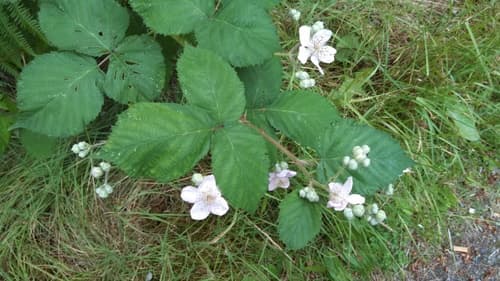 Himalayan Blackberry