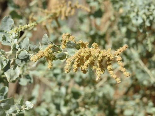 Big Saltbush