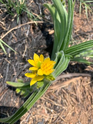 African Stargrass