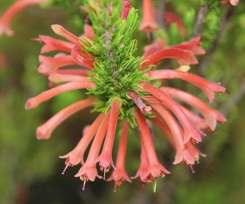 Water Heath