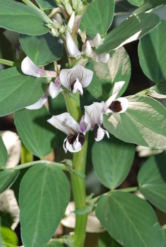 Fava Bean Plant