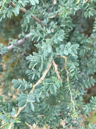 Black thorn Bonsai