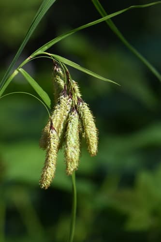 Mertens' Sedge