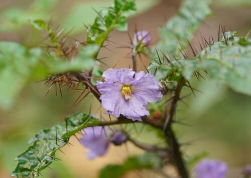Forest Nightshade