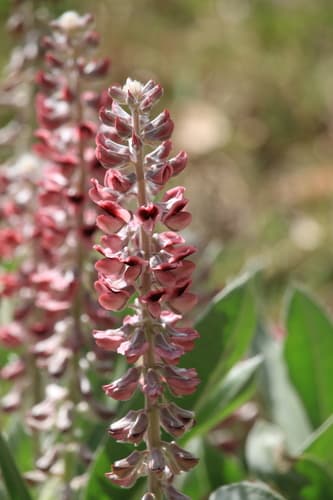Lady Lupine Bonsai