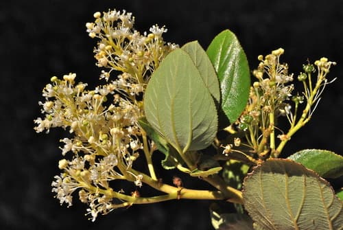 Snowbrush Ceanothus