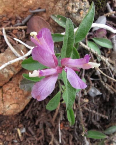 California Milkwort