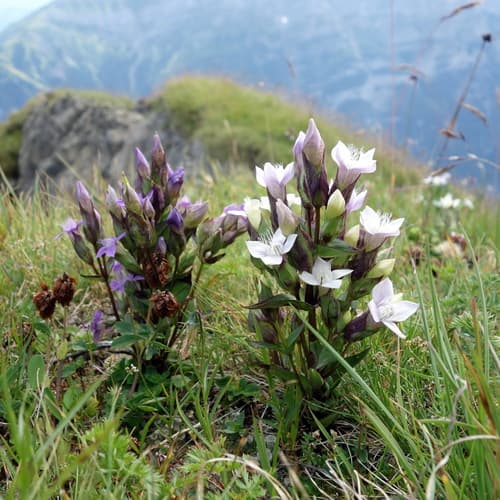 Field Gentian