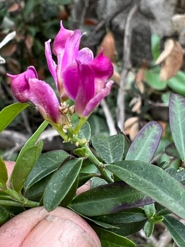 Sierra Milkwort
