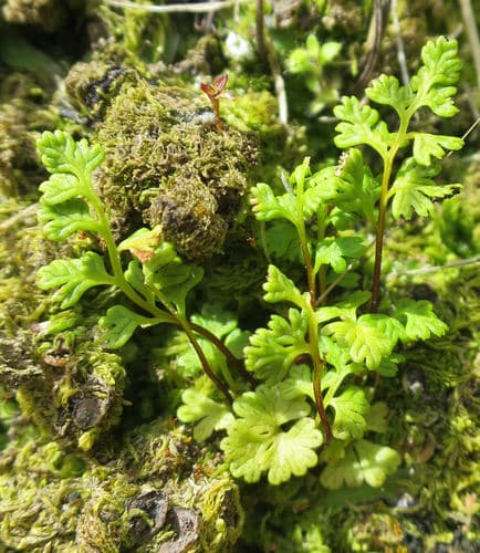Jersey fern