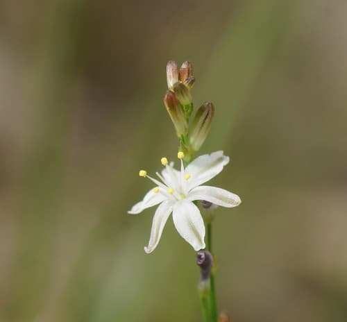 Pale Grass Lily