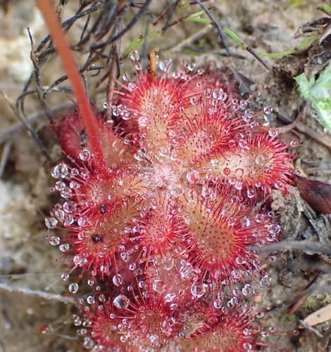 Alice Sundew
