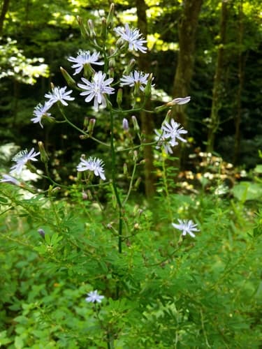 Woodland Lettuce