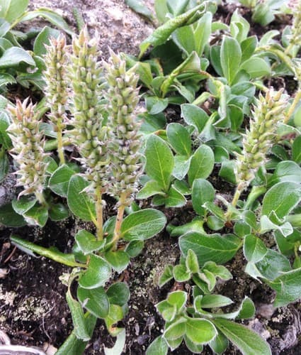 Arctic Willow