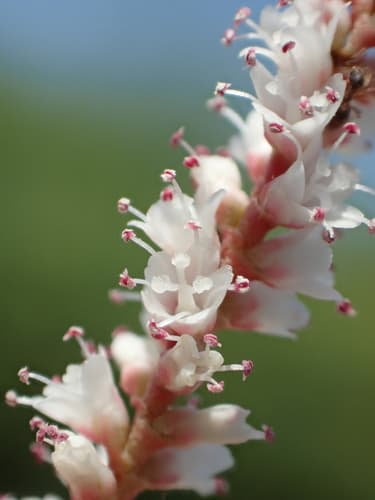athel tamarisk