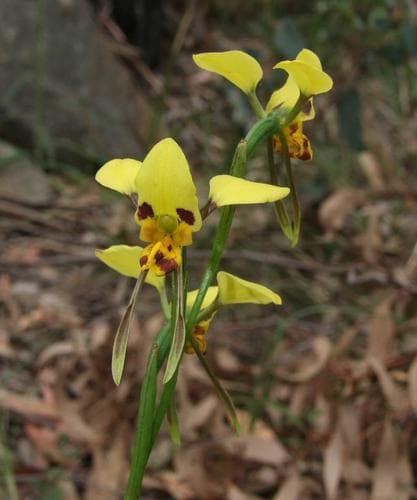 Tiger Orchid