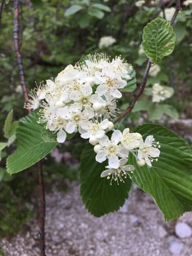 Whitebeam
