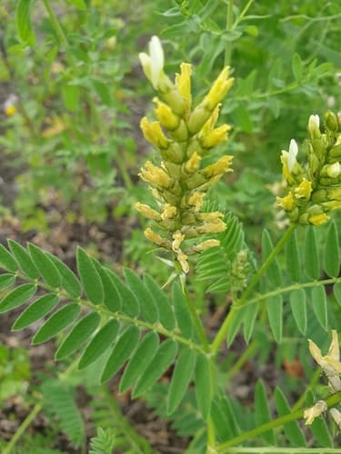 Chickpea Milkvetch