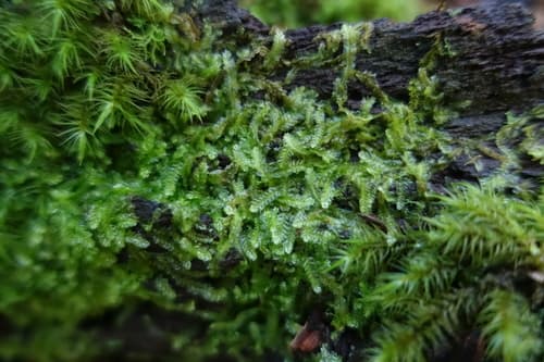 Southern Crestwort