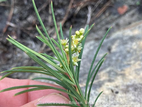 Rosemary Currentrhus