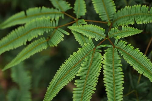 False Staghorn Fern