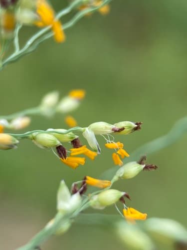 Torpedo grass