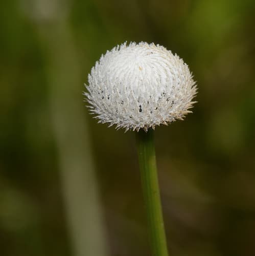 Ten-angled Pipewort