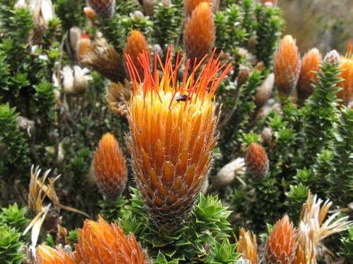 Chuquiragua