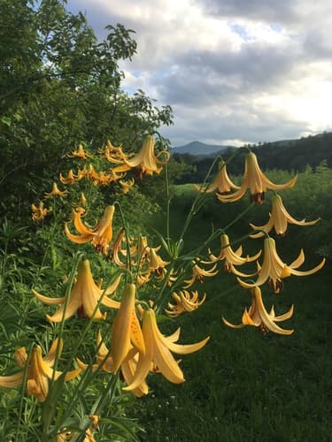 Canada lily
