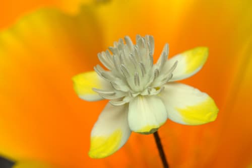 Creamcups Flower