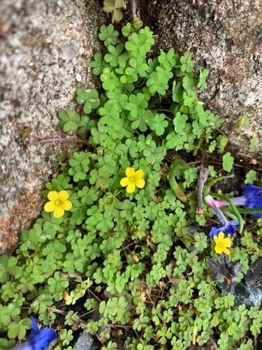 Least Yellow-Sorrel